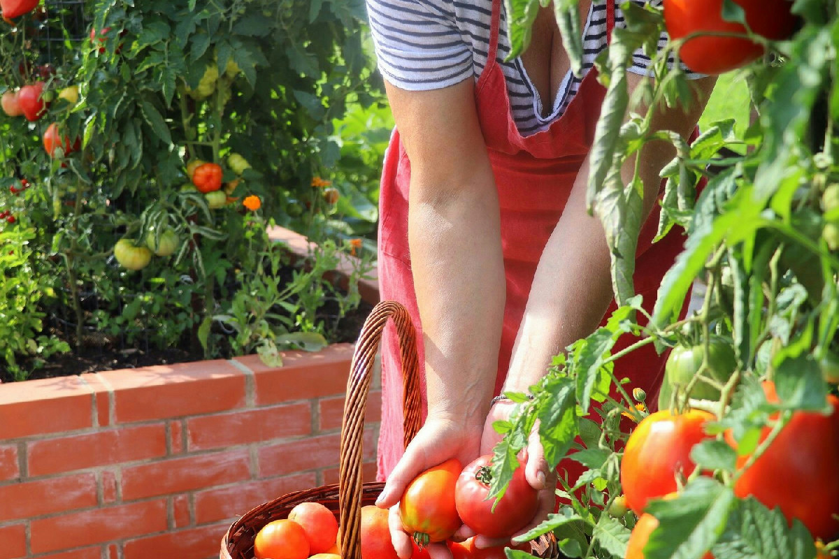 Il concime ideale per favorire una crescita rigogliosa dei pomodori in tempi brevi garantiti