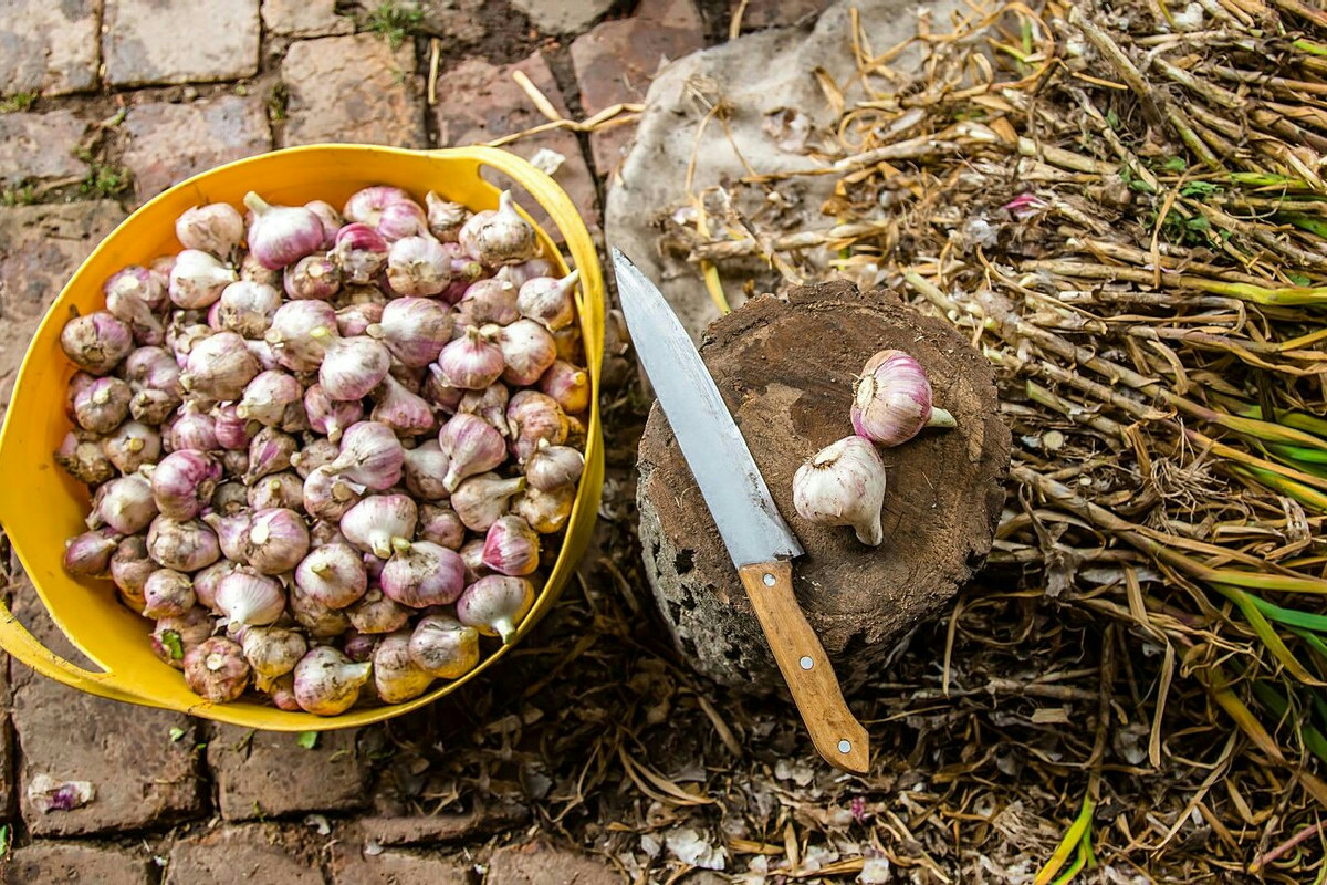 Perché l'aglio casalingo ha un sapore differente e molto più intenso di quello acquistato?