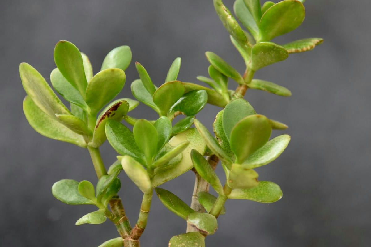 Perché molti posizionano l'albero di giada così? Il motivo non è solo estetico