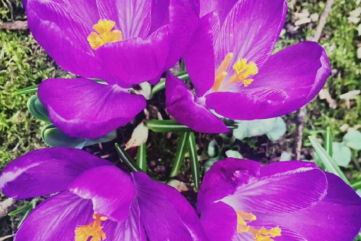 Perché molti sbagliano con l'acqua e il ciclamino non fiorisce in inverno?
