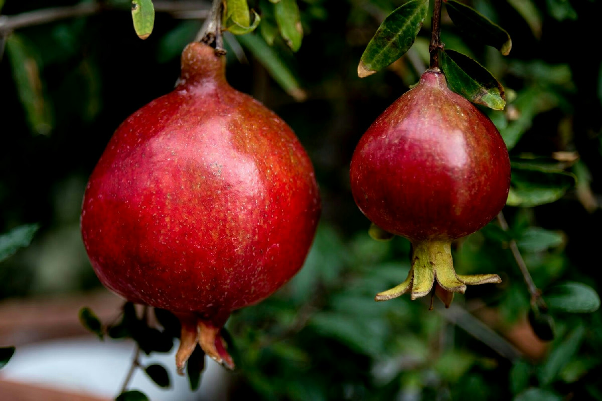 Potatura del melograno nel periodo ideale per frutti dolci e abbondanti garantiti