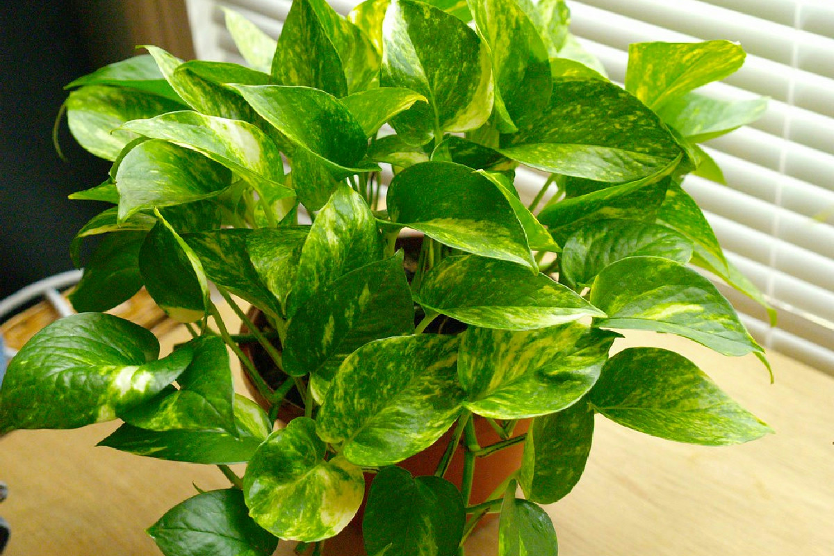 Il punto migliore in casa per far crescere il pothos con foglie grandi e verde intenso