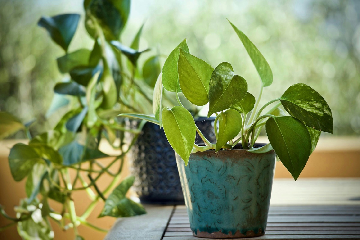 Il punto migliore in casa per far crescere il pothos con foglie grandi e verde intenso