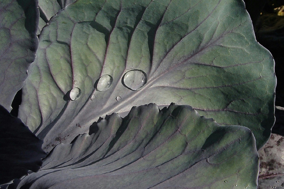 Quando fuori fa freddo, una vellutata di cavolo nero e patate riscalda con cremosità avvolgente