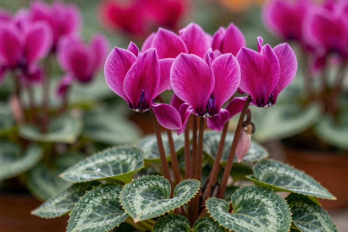 Rivitalizzare il tuo ciclamino: strategie efficaci per riportare in vita il bulbo addormentato