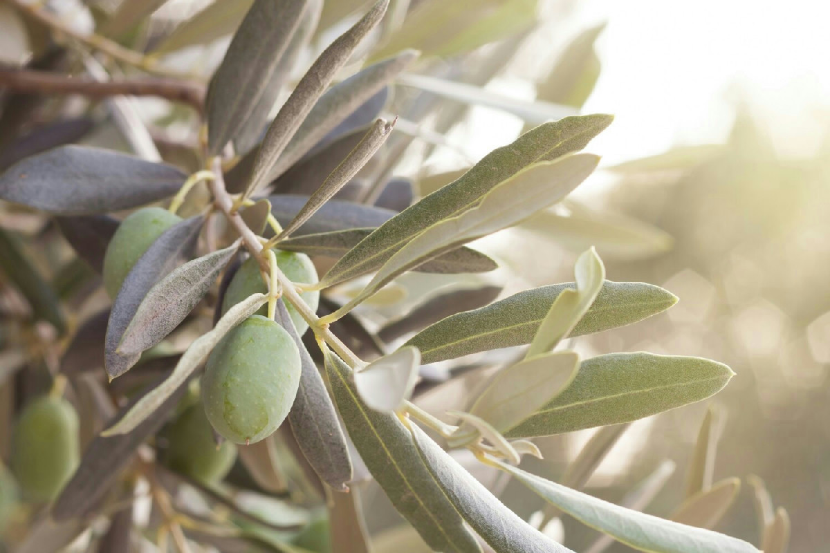 Sai perché l'ulivo, da solo, non basta e cosa serve veramente per un gran raccolto?