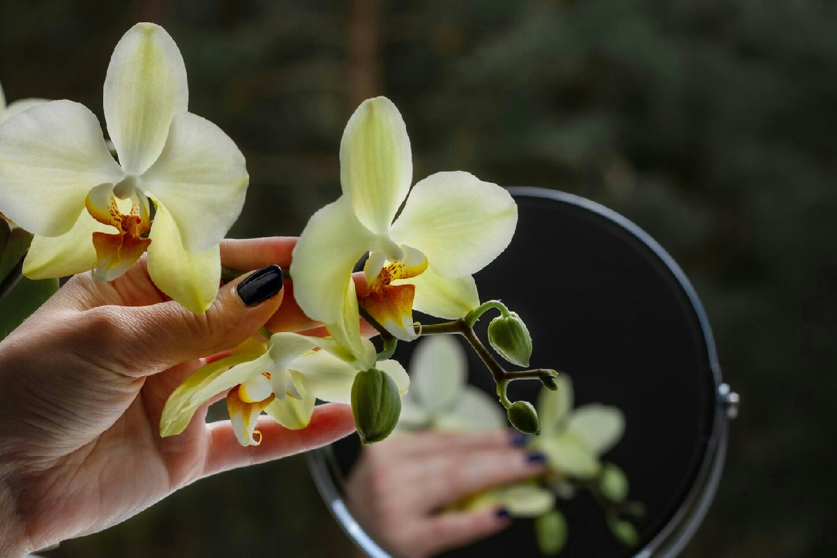 Il segreto per ottenere fioriture rigogliose e durature dall’orchidea Phalaenopsis