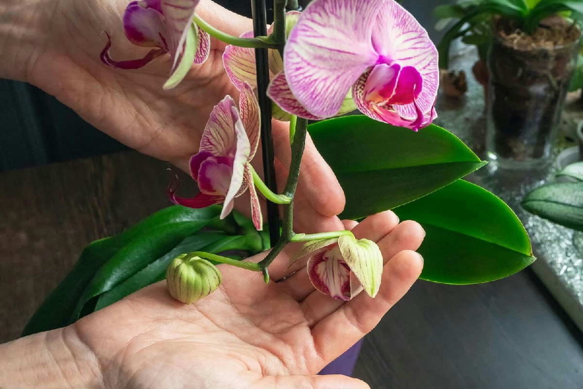 Il segreto per ottenere fioriture rigogliose e durature dall’orchidea Phalaenopsis