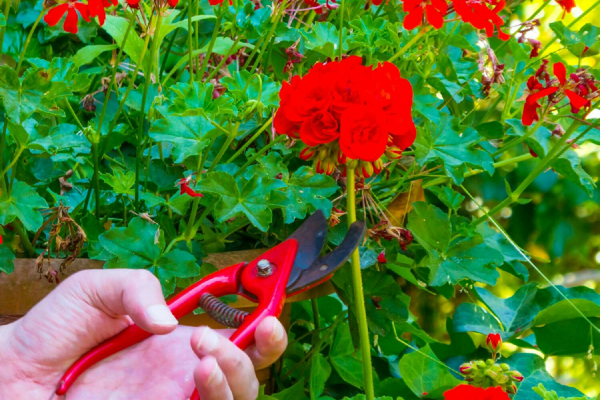 Tecniche efficaci per potare i gerani e favorire una fioritura abbondante tutto l’anno